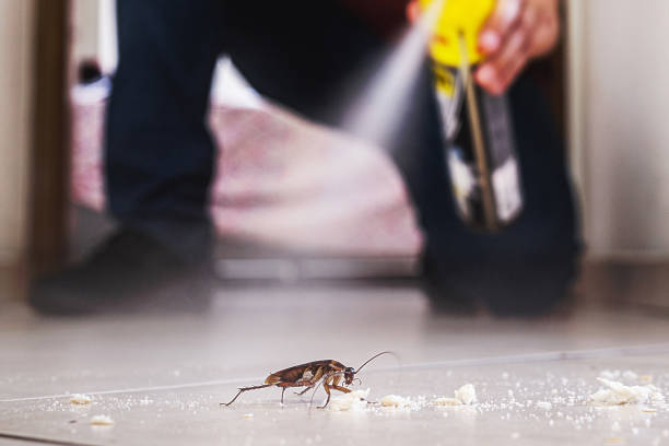 Best Bed Bug Extermination  in Woodsfield, OH